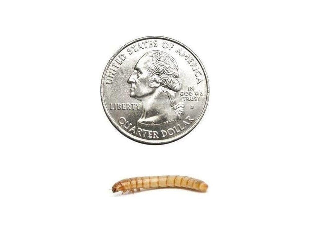 large Mealworm 500ct Auction