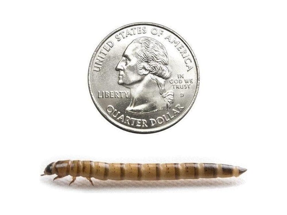 Large Superworm 250ct Auction