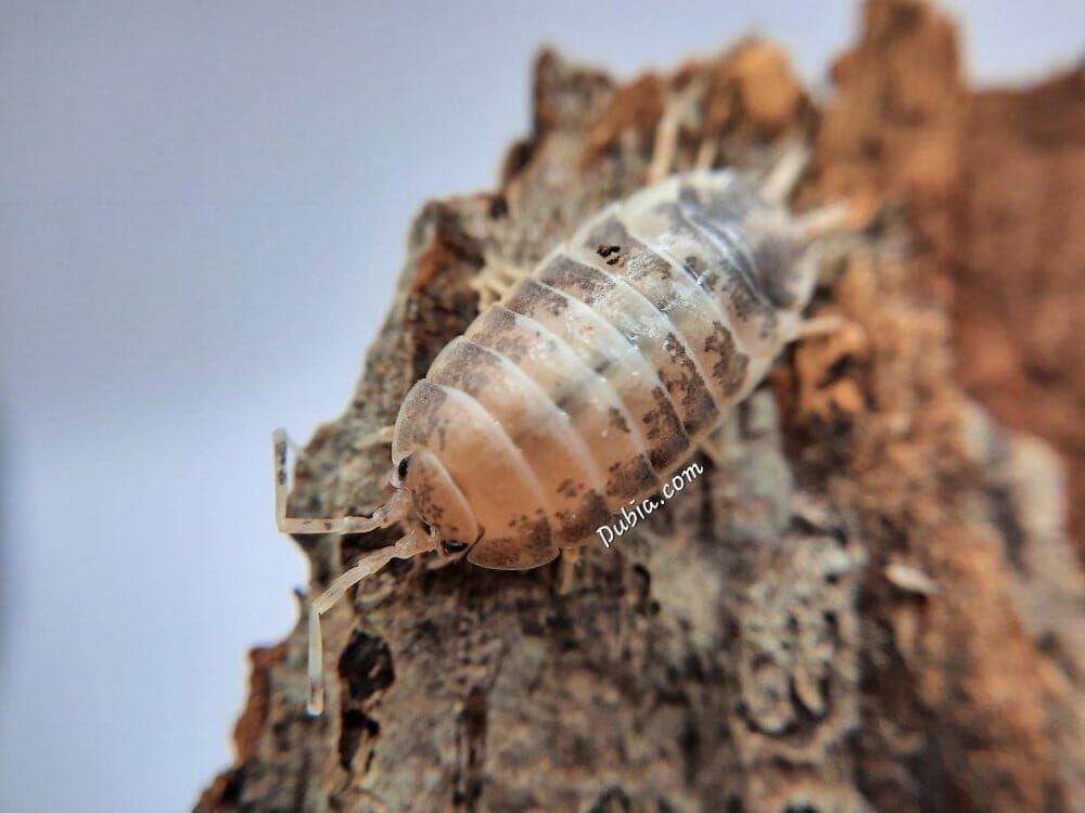 "Milkback" Isopods (Porcellio laevis)
