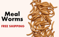 Mealworms For Sale - Free Shipping