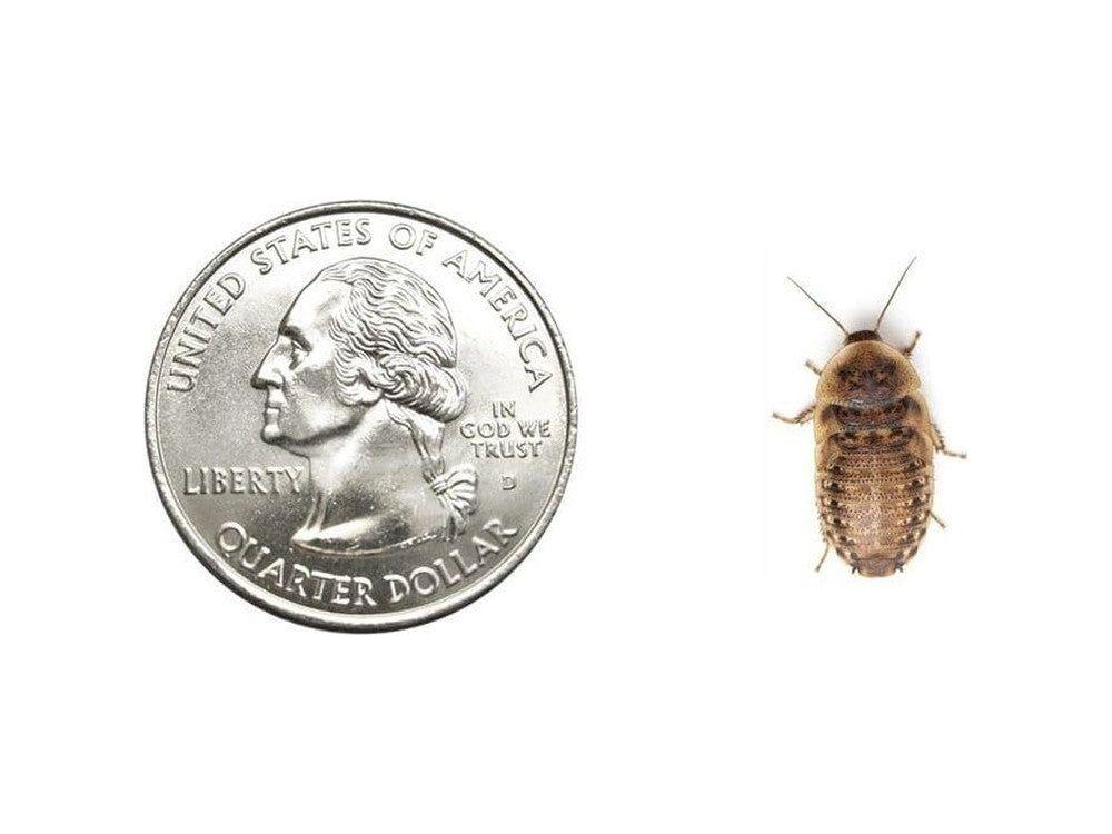 Medium 5/8" Dubia (Pet Stores Only)