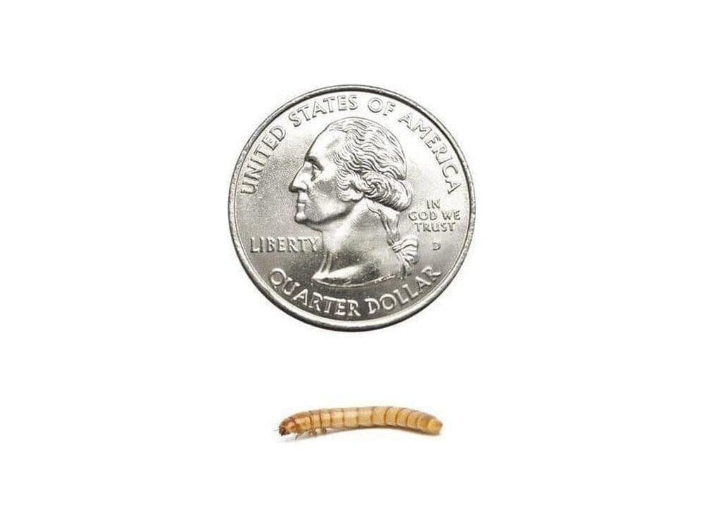 Medium Mealworm 500ct Auction