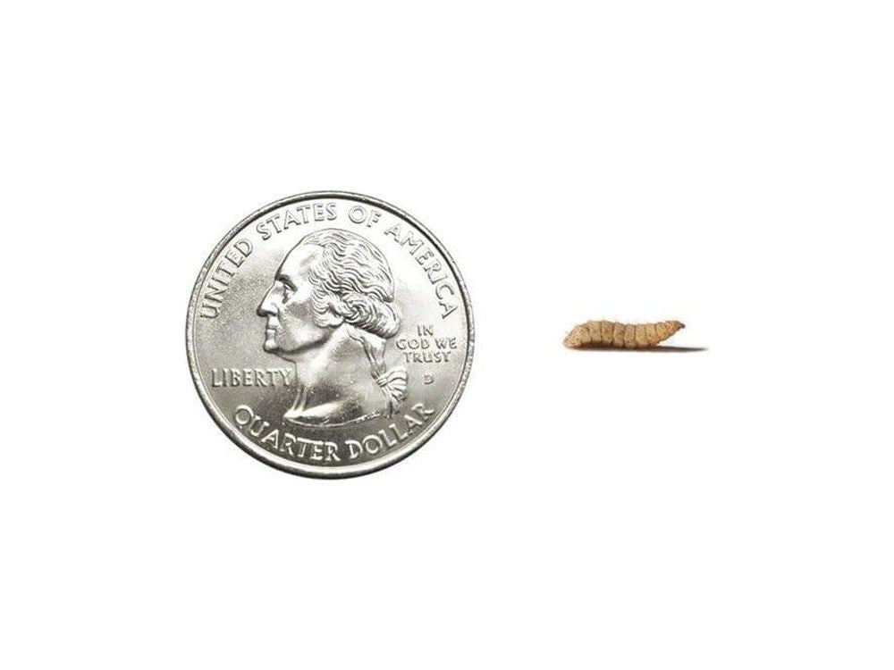 Medium NutriGrubs™ FREE SHIPPING