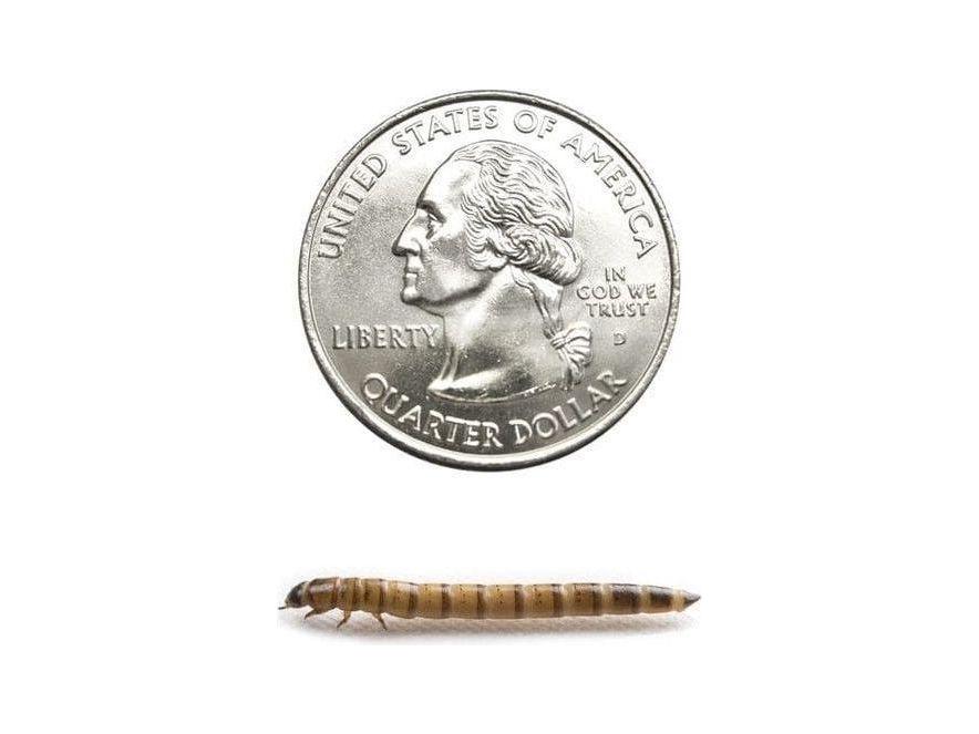Medium Superworms