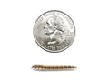 Medium Superworm 500ct Auction