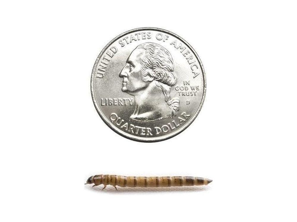 Medium Superworm 500ct Auction