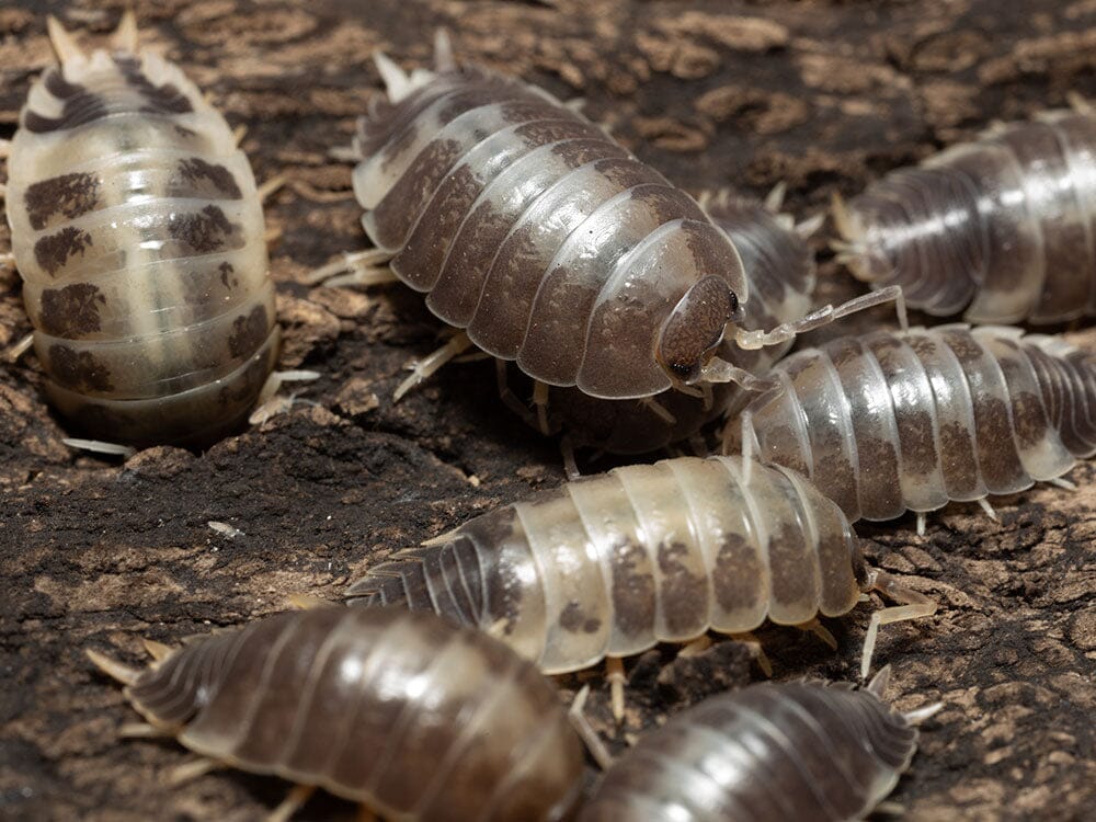"Milkback" Isopods (Porcellio laevis)