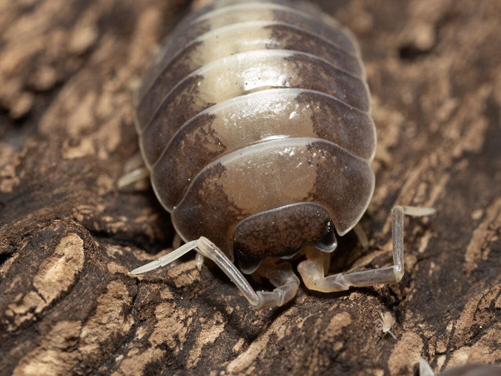 "Milkback" Isopods (Porcellio laevis)