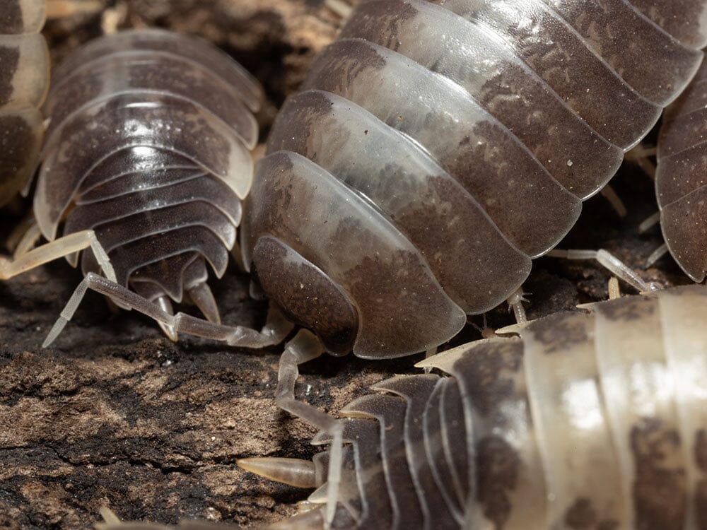 "Milkback" Isopods (Porcellio laevis)