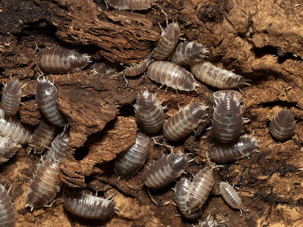"Milkback" Isopods (Porcellio laevis)