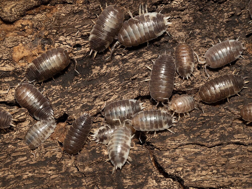 "Milkback" Isopods (Porcellio laevis)