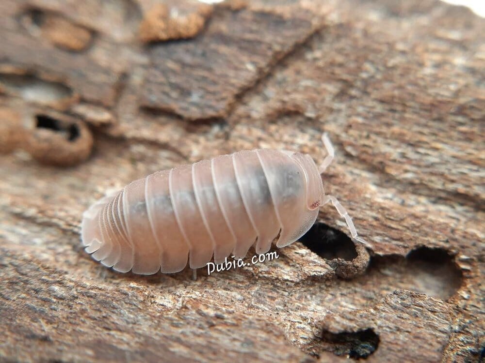 "Papaya" Isopods (Cubaris Murina)