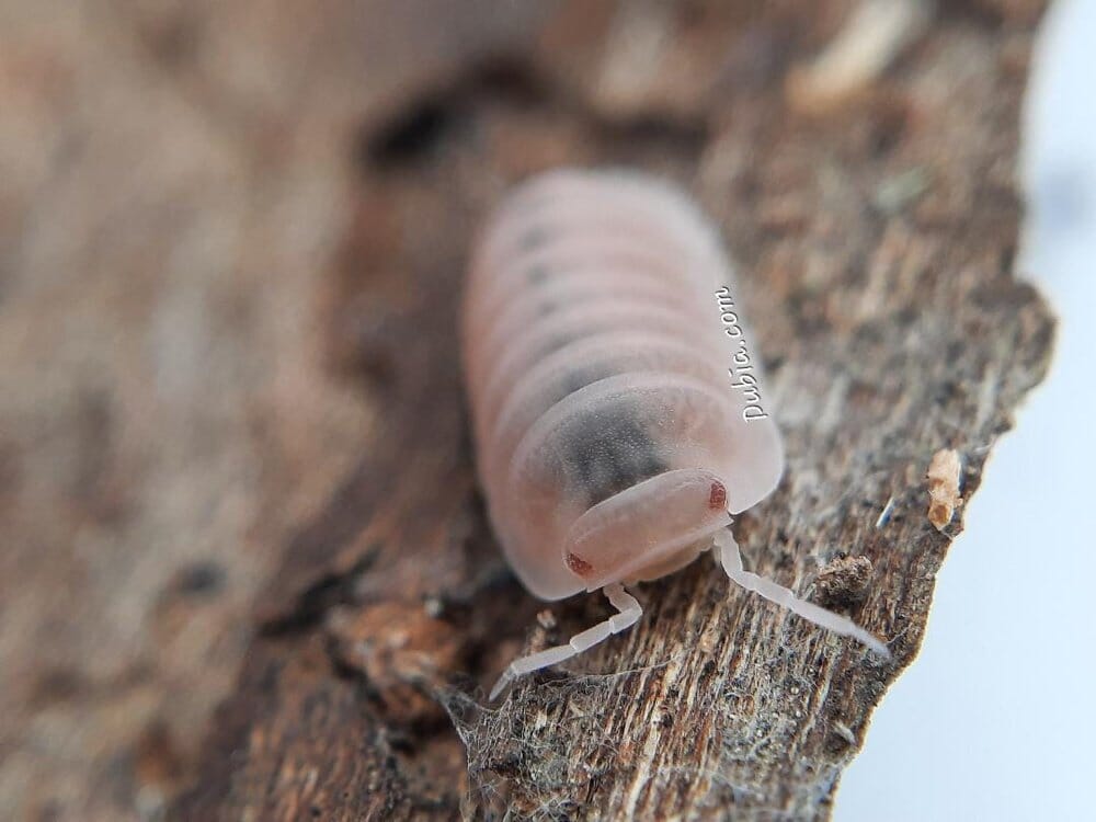 "Papaya" Isopods (Cubaris Murina)
