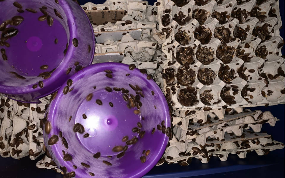 Dubia Roaches for Sale - Free Shipping