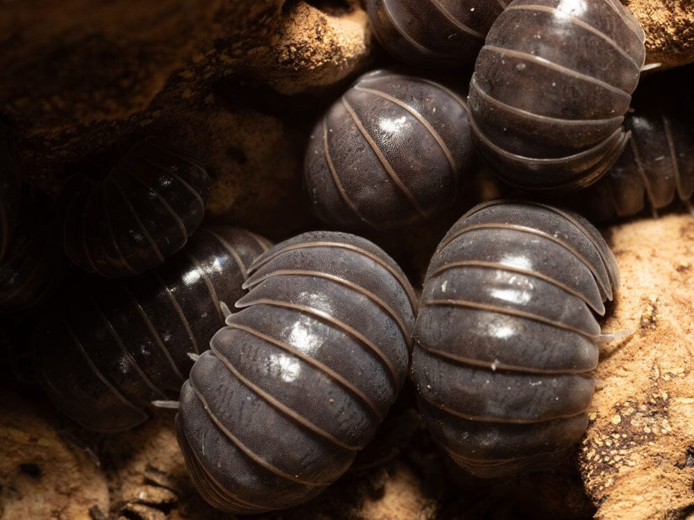 "Sicily" locale Isopods (Armadillo officinalis)