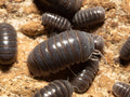 "Sicily" locale Isopods (Armadillo officinalis)