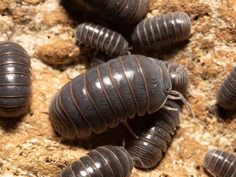 "Sicily" locale Isopods (Armadillo officinalis)