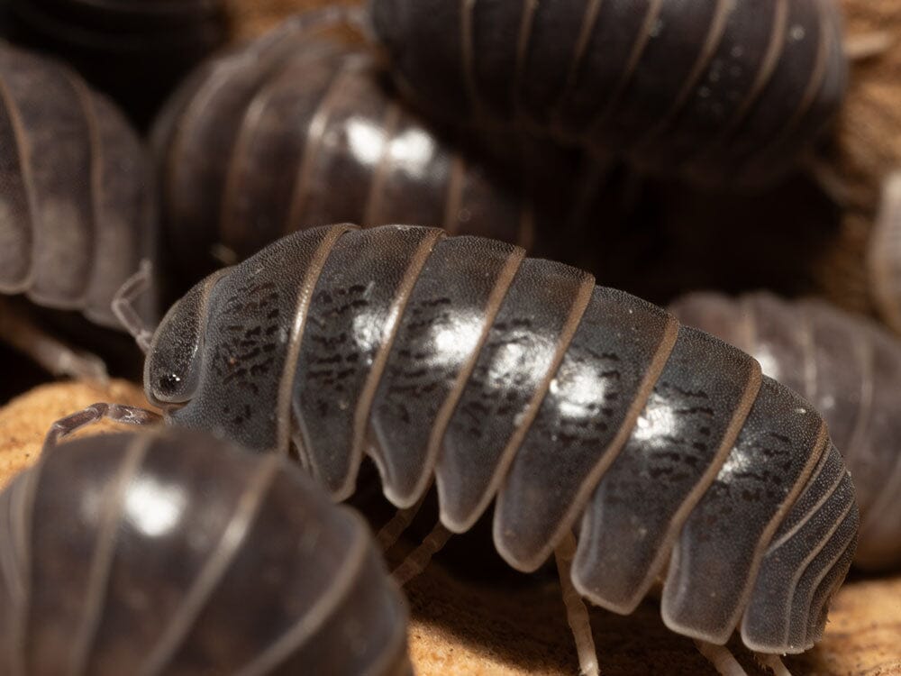 "Sicily" locale Isopods (Armadillo officinalis)
