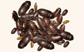 Orange Head Roaches for Sale - Free Shipping