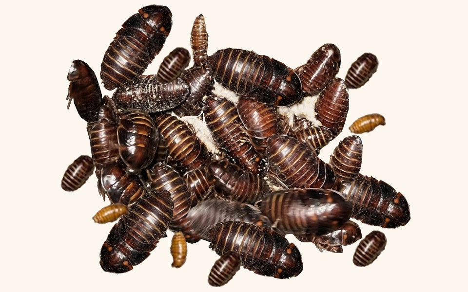 Orange Head Roaches for Sale - Free Shipping