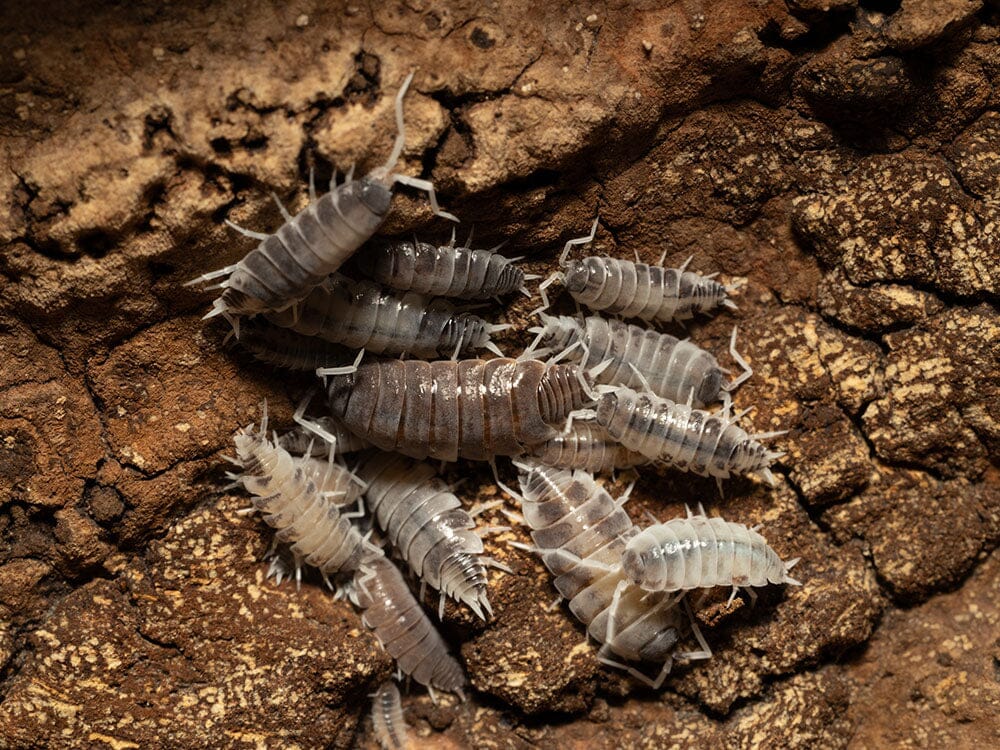 "Oreo Crumble" Isopods (Porcellionoides pruinosus)