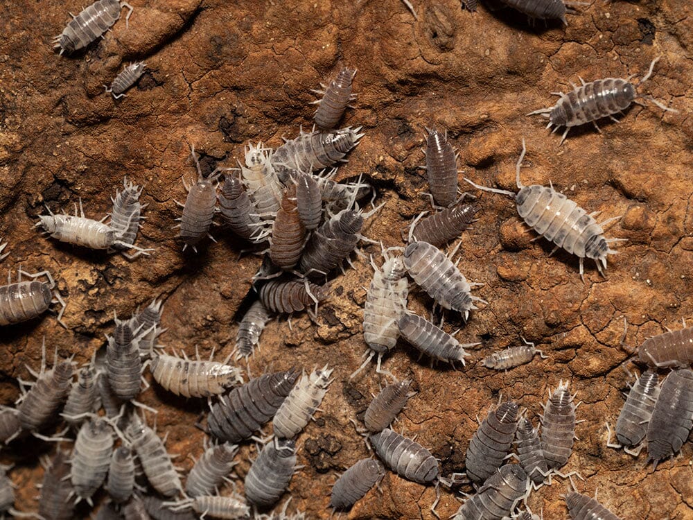 "Oreo Crumble" Isopods (Porcellionoides pruinosus)