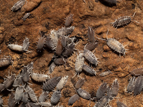 "Oreo Crumble" Isopods (Porcellionoides pruinosus)