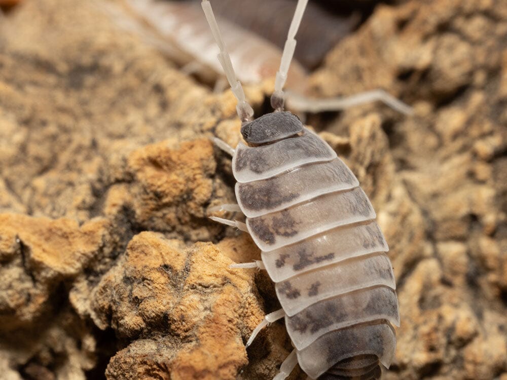 "Oreo Crumble" Isopods (Porcellionoides pruinosus)