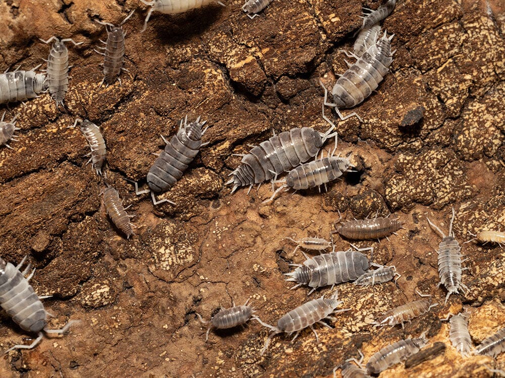 "Oreo Crumble" Isopods (Porcellionoides pruinosus)