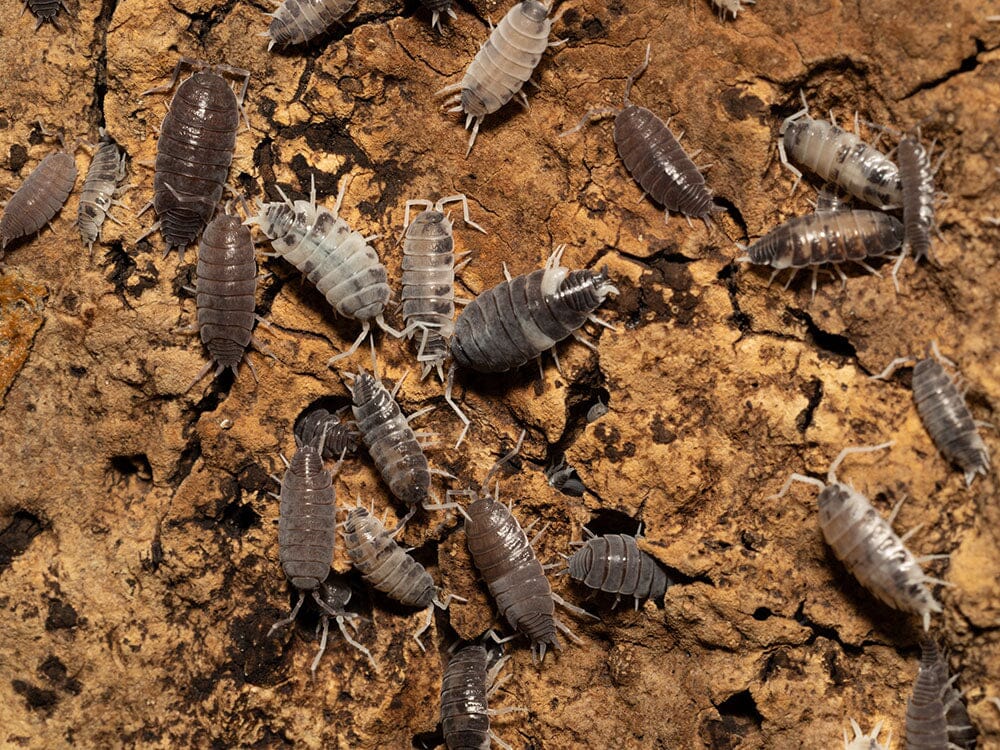 "Oreo Crumble" Isopods (Porcellionoides pruinosus)