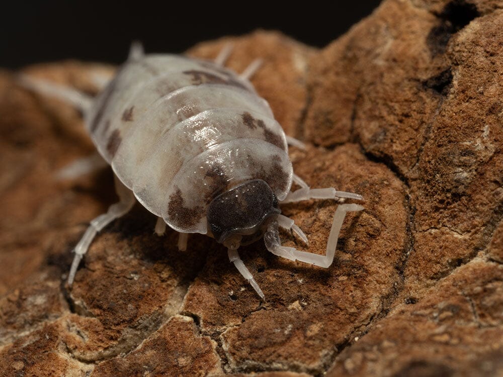 "Oreo Crumble" Isopods (Porcellionoides pruinosus)