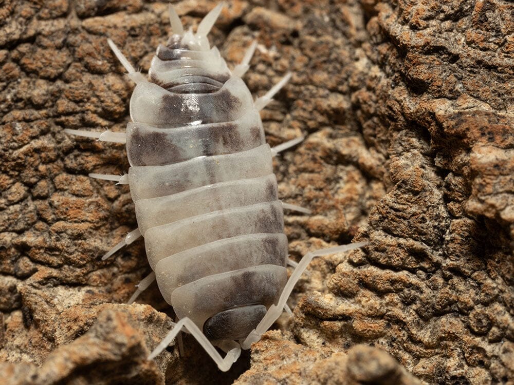 "Oreo Crumble" Isopods (Porcellionoides pruinosus)