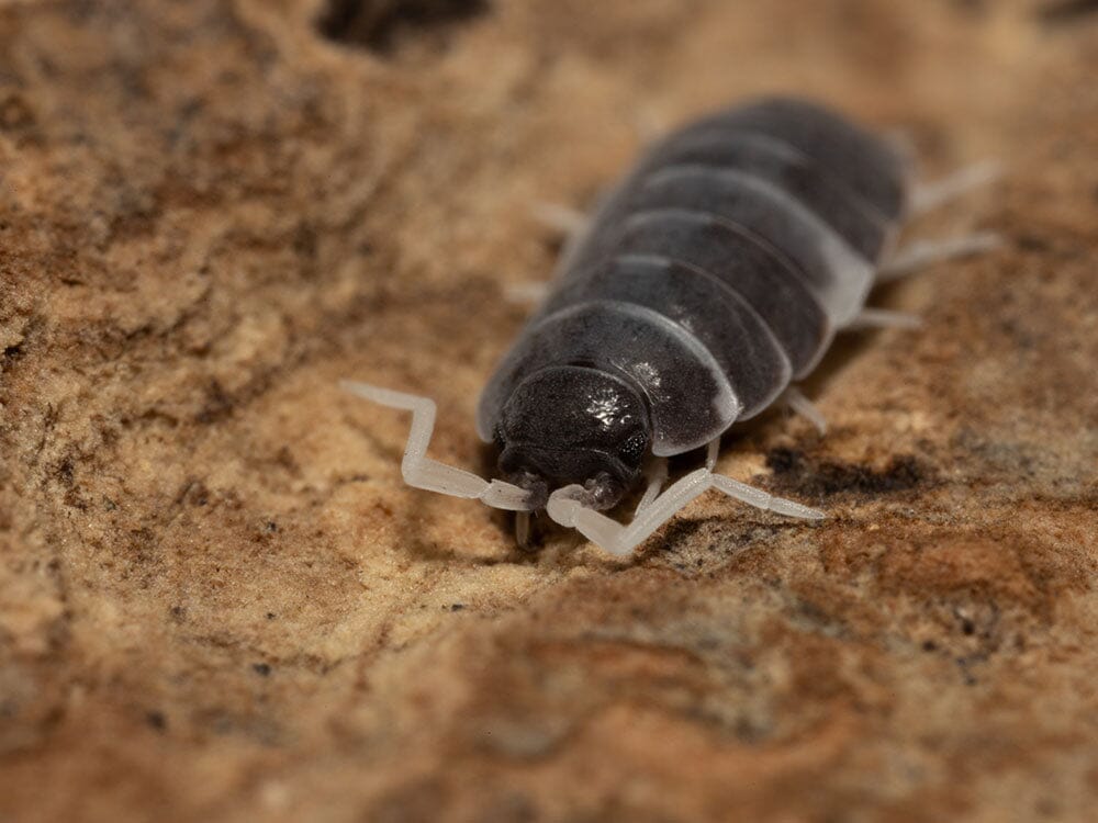 "Oreo Crumble" Isopods (Porcellionoides pruinosus)