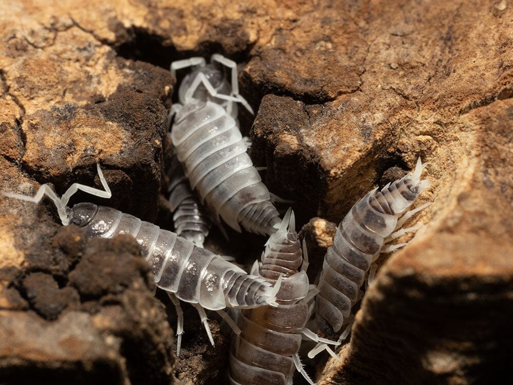 "Oreo Crumble" Isopods (Porcellionoides pruinosus)