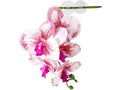Pangea Hanging Orchid White