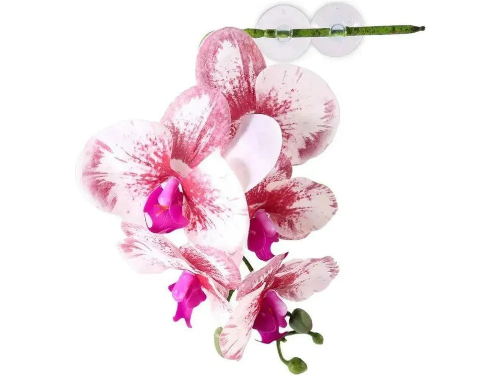Pangea Hanging Orchid White