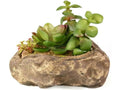 Pangea Succulent Garden #2