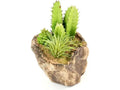 Pangea Succulent Garden #3