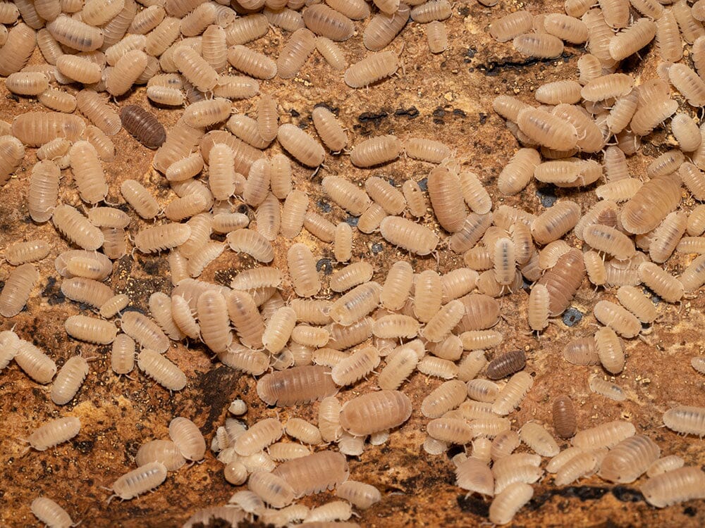 "Papaya" Isopods (Cubaris Murina)