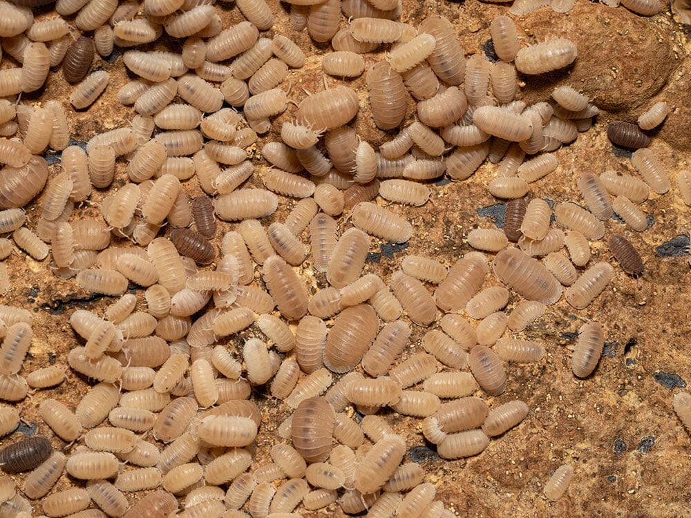 "Papaya" Isopods (Cubaris Murina)