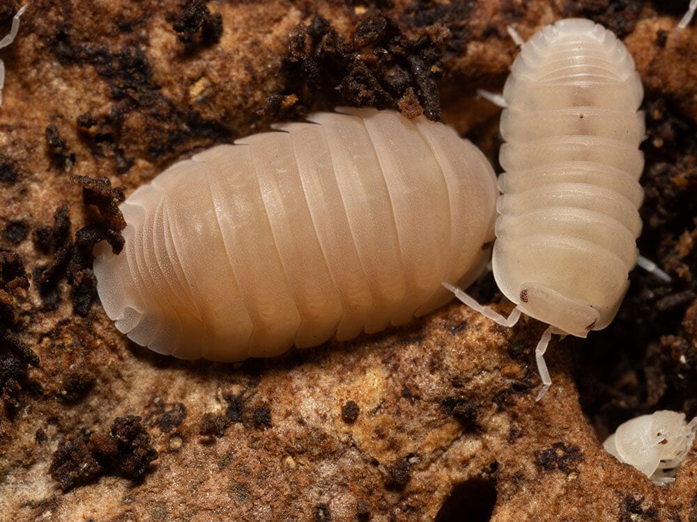 "Papaya" Isopods (Cubaris Murina)