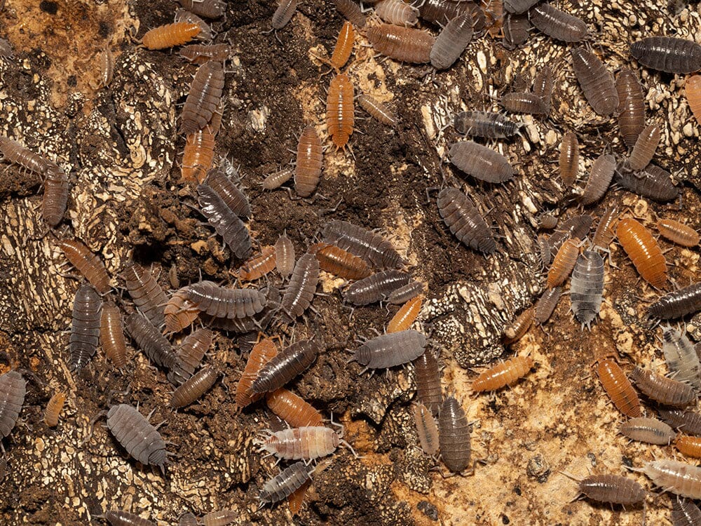 "Powder Mix" Isopods (Porcellionides pruinosus)