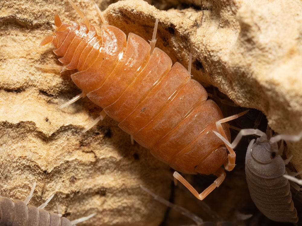 "Powder Mix" Isopods (Porcellionides pruinosus)