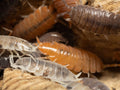 "Powder Mix" Isopods (Porcellionides pruinosus)
