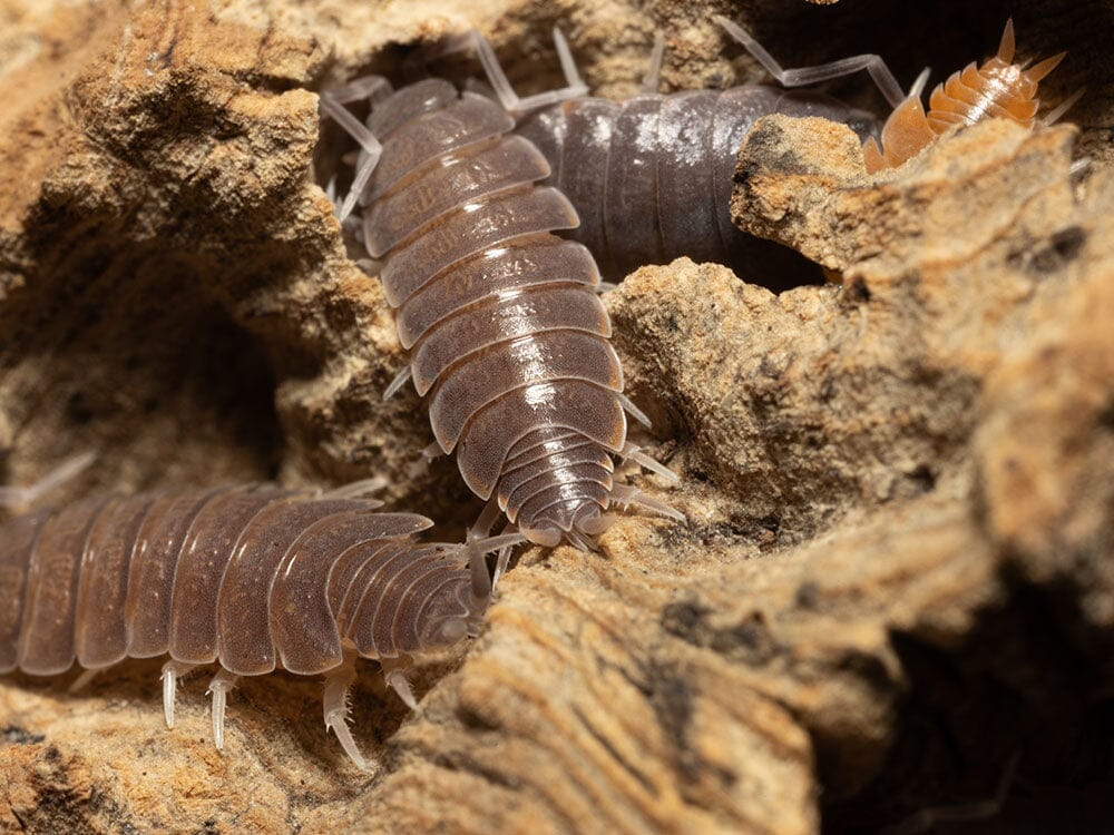 "Powder Mix" Isopods (Porcellionides pruinosus)