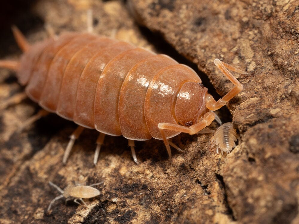 "Powder Mix" Isopods (Porcellionides pruinosus)
