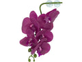 Pangea Hanging Orchid Purple