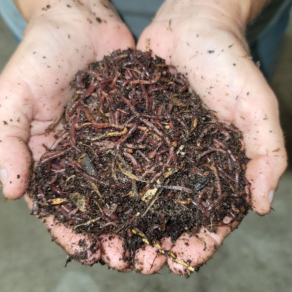 Bulk Pure Eisenia Fetida for Sale - FREE SHIPPING