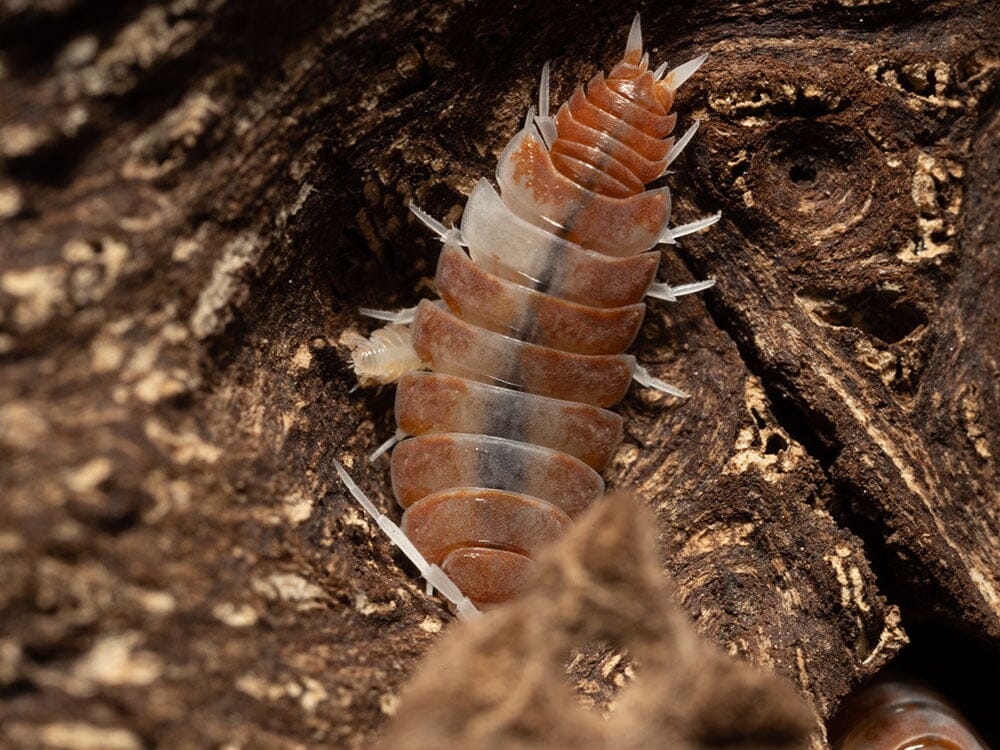"Red Koi" Isopods (Porcellionoides pruinosus)