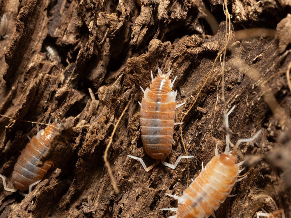 "Red Koi" Isopods (Porcellionoides pruinosus)